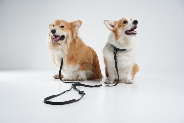 sessão fotográfica de cachorro nos bastidores