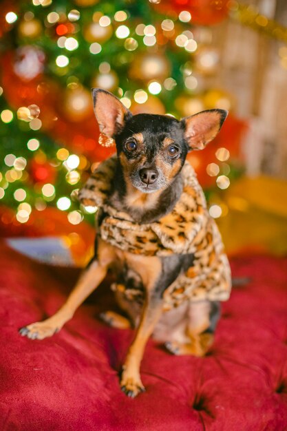 Foto sessão fotográfica de natal