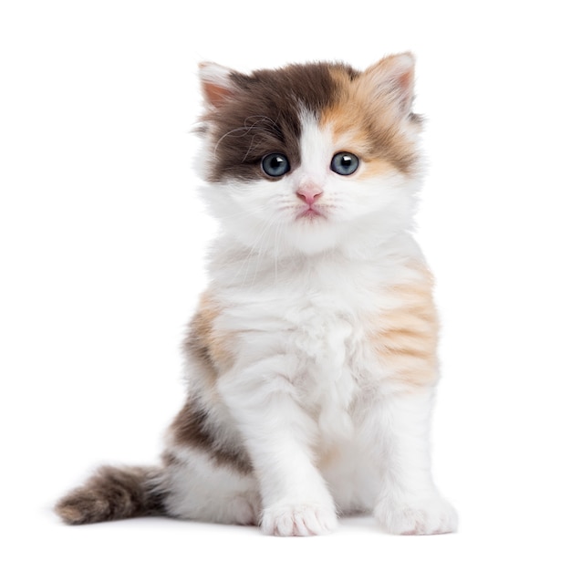 Sessão reta do gatinho das montanhas que olha a câmera isolada no branco