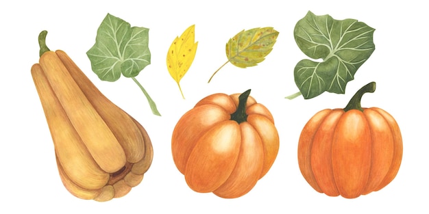 Set Calabaza madura y hojas de acuarela aisladas en blanco Ilustración de cosecha de acción de gracias de otoño Arte para el diseño