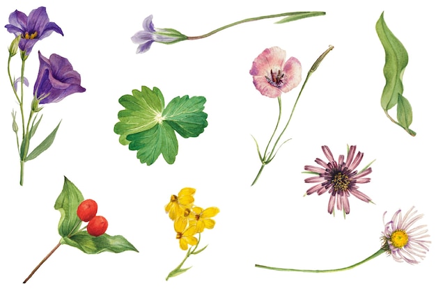 Set de dibujos de ilustraciones de flores en flor de Png remezclado de las obras de arte de Mary Vaux Walcott