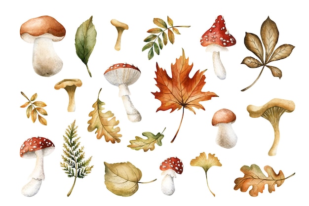 Set floral de acuarela dibujada a mano con ilustraciones florales aisladas para el diseño de otoño
