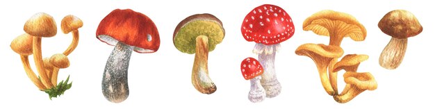 Foto set de hongos boletus y amanita aislados sobre un fondo blanco acuarela