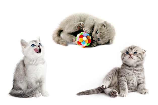 Set mit drei grauen Kätzchen