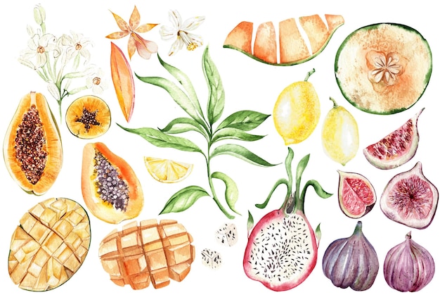 Set mit tropischen Früchten, Papaua-Melone, Zitronenfeige, Mango-Aquarell