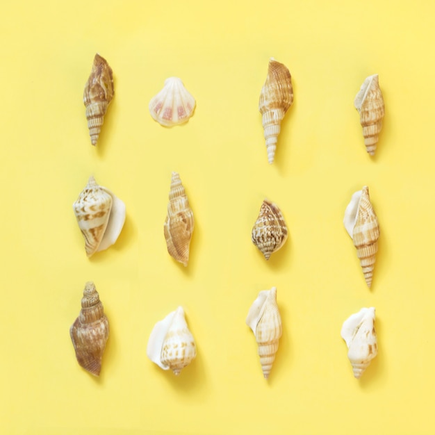 Set Muscheln auf Pastellgelb.