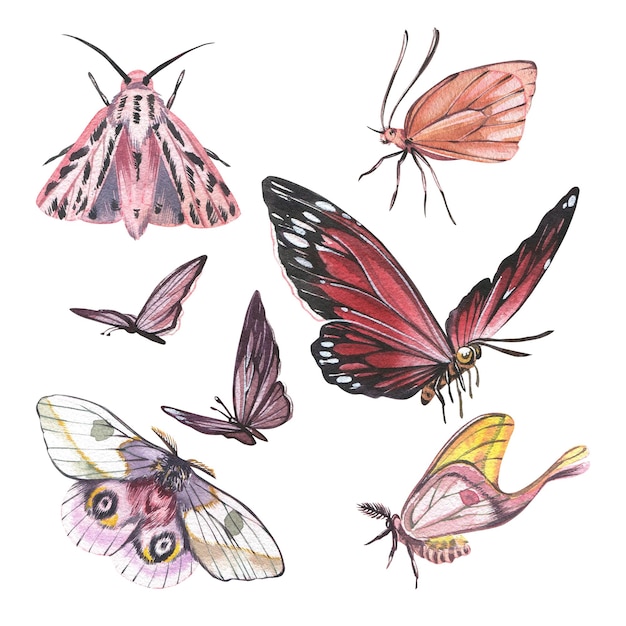 Set Schmetterling mit detaillierten Flügeln isoliert auf weißem Hintergrund, Aquarell handgezeichnet realistisch