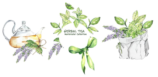 Set de té de hierbas de vidrio hermosa tetera con menta ramo de bolsa con hojas brillantes corona marco acuarela ilustración para etiquetas envases de productos menús blogs libros de cocina volantes