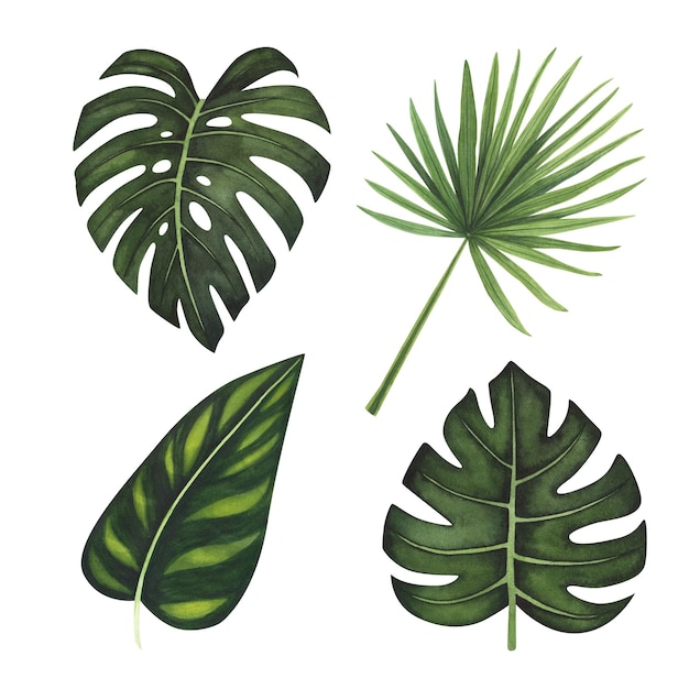 Set Tropenblatt Monstera-Palme Aquarell isoliert auf Weiß Aquarell handgezeichnete botanische Illustration für Design