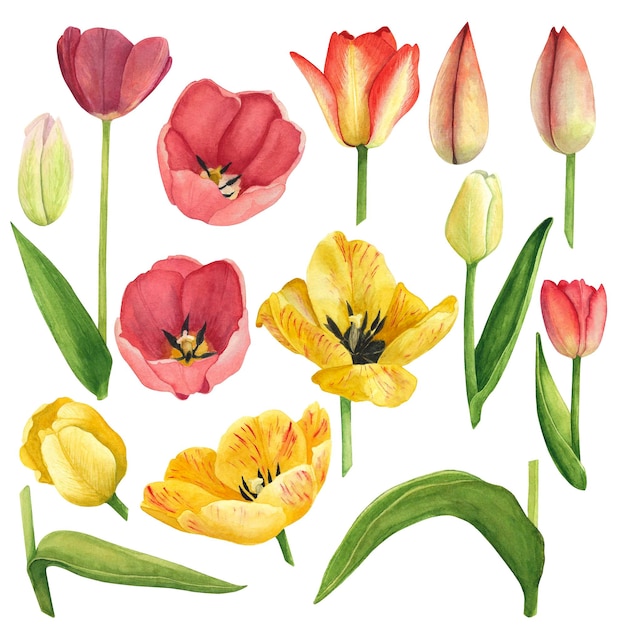 Set Tulpen gelbe und rote Knospe Blumen und Blätter isoliert Aquarell Handzeichnung Illustration Kunst für Dekoration und Design Karten Textilien Stoffe Tapeten Hochzeitseinladung