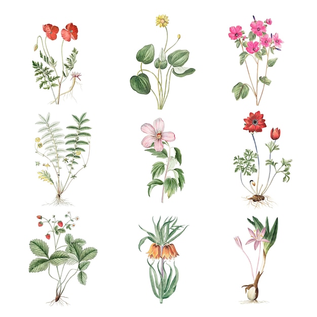 Set von blühenden Blumen durchsichtig png
