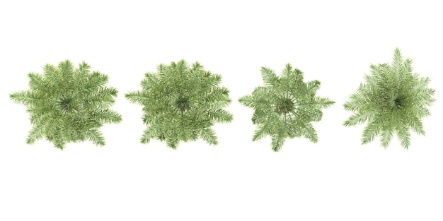 Set von Queen PalmDate Palmen und Sträuchern 3D-Rendering von oben Planansicht Ansicht für Illustration Architektur Präsentation Visualisierung digitale Zusammensetzung