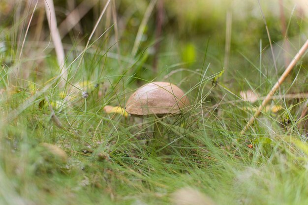 Seta de abedul bolete en el bosque