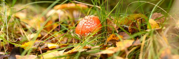 Seta agárico de mosca en pasto en el bosque de otoño