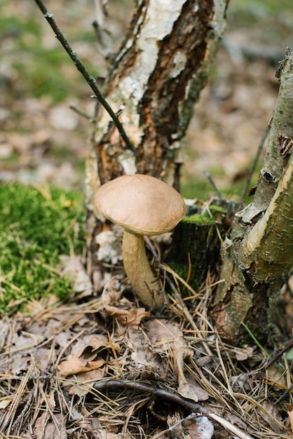 seta de álamo crece en el bosque en el musgo