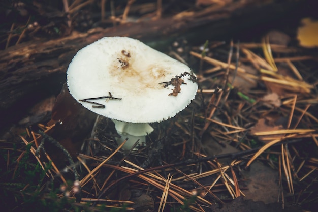 Seta de amanita en el bosque. Enfoque selectivo