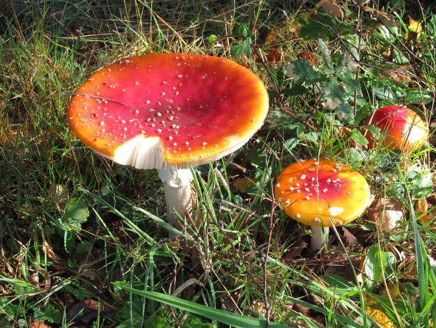 Seta amanita en un prado