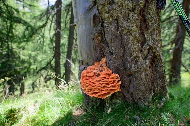 Seta anaranjada en el árbol. Dijo Ganoderma