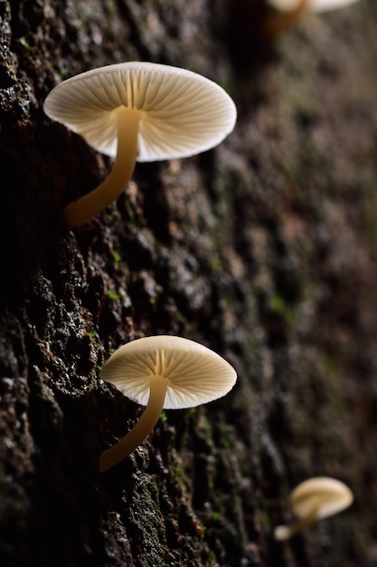 Foto seta blanca en un árbol.