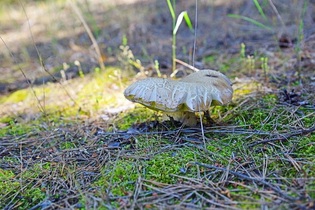 Seta blanca en el bosque entre musgo verde