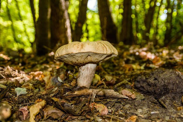 Seta blanca en el bosque en otoño