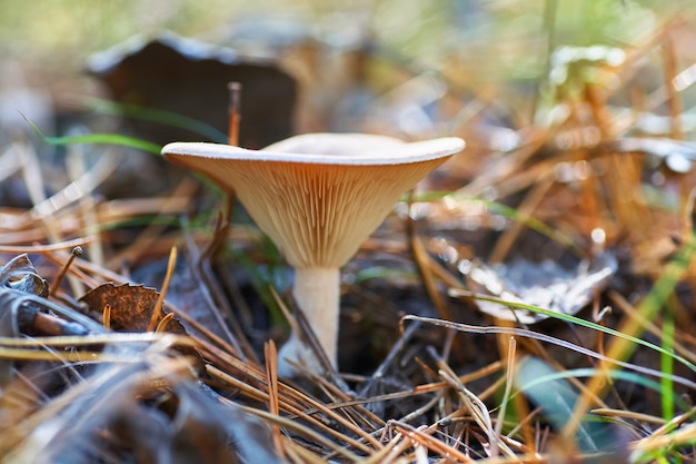 Foto seta blanca en el bosque sobre hierba y agujas de pino.