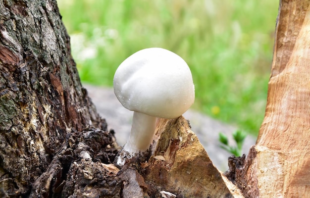 Seta blanca entre dos copas de árboles sobre un fondo borroso de hierba Salvapantallas natural