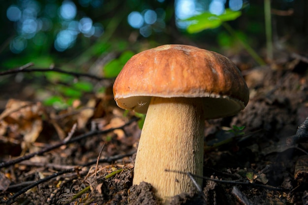 Seta blanca grande en el bosque de verano Seta porcini en el bosque