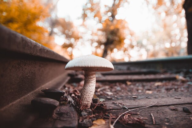 Seta blanca grande que crece entre troncos de madera ferroviaria en colores otoñales.