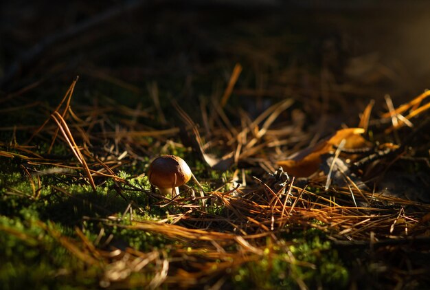 Seta bolete en el primer plano del bosque Bosque de setas Setas en el entorno natural Macro