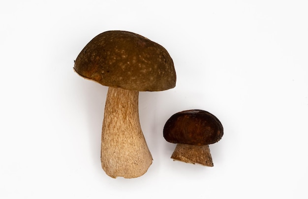 Seta boletus aislado sobre fondo blanco Royal bolete Porcini