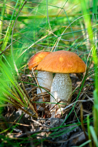 Seta boletus en el bosque