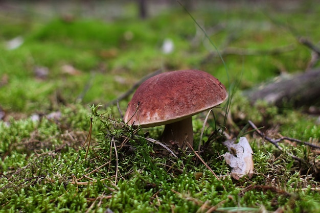 Seta boletus crece en musgo en el bosque