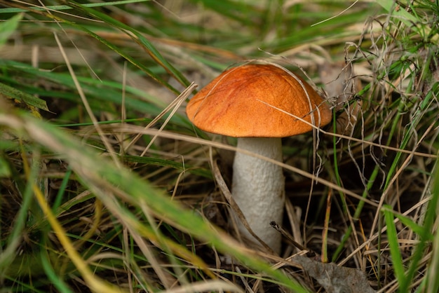 Seta boletus con ginger cap crecen en la hierba