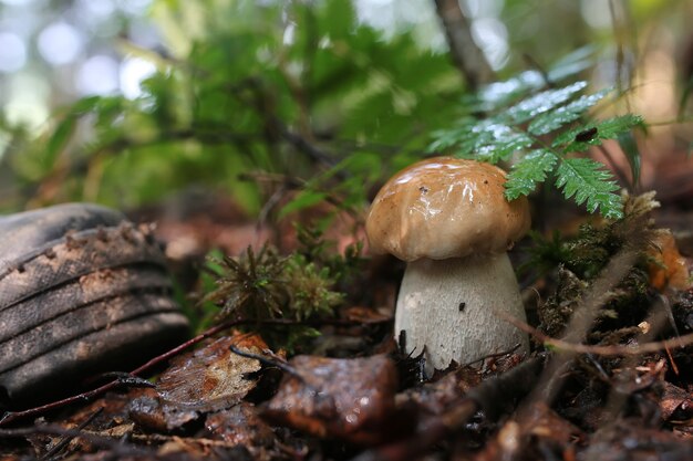 Seta boletus gota de agua