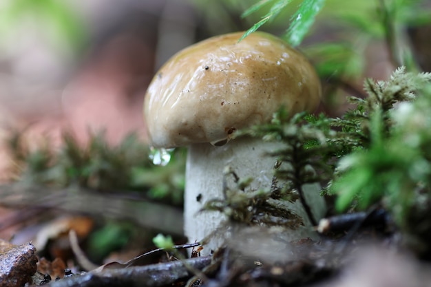 Seta boletus gota de agua