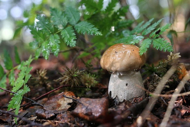 Seta boletus gota de agua