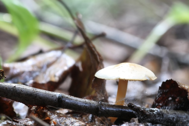 Seta boletus gota de agua