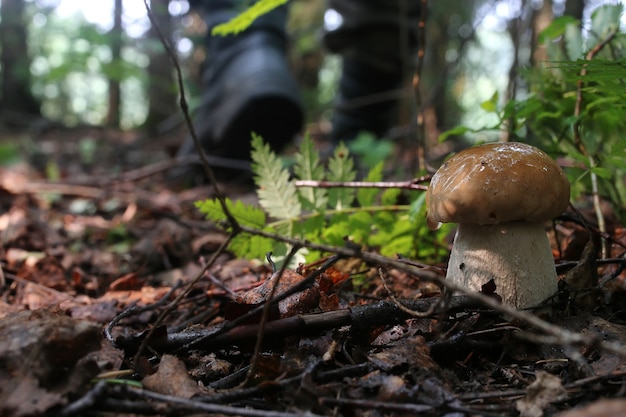 Seta boletus gota de agua