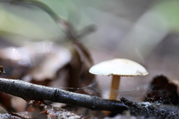 Seta boletus gota de agua