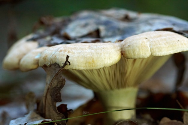 Seta del bosque blanco entre las hojas secas caidas.