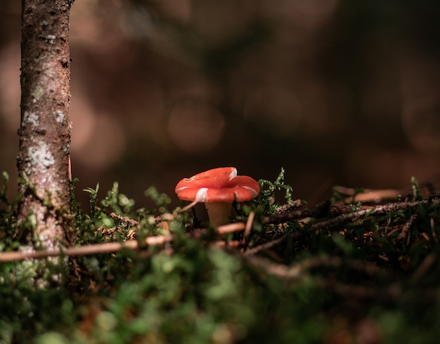 Seta en el bosque debajo del árbol.