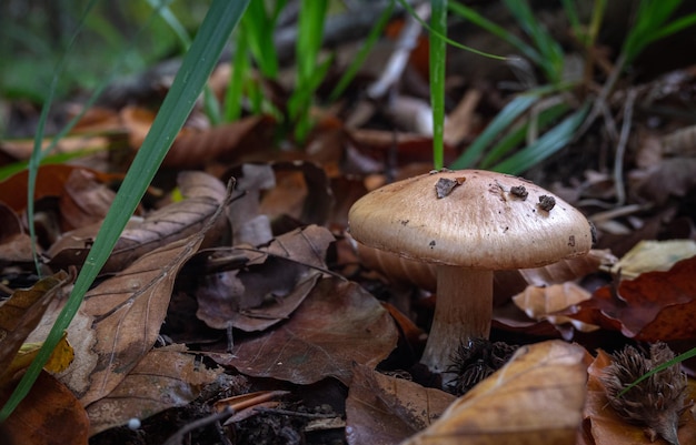 Seta en el bosque de otoño de cerca