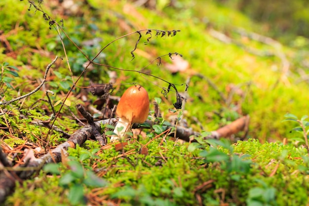 seta en el bosque de otoño