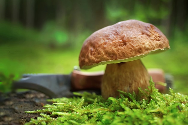 Seta Cep silvestre creciendo sobre exuberante musgo verde en una vista de ángulo bajo del bosque