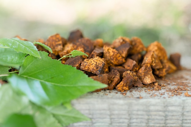 Seta chaga recolectada y forrajeada. Hongo del árbol de abedul silvestre. Se usa en medicina alternativa para preparar té curativo para el tratamiento del covid-19. Piezas de chaga limpias y cortadas y hojas sobre tabla de madera