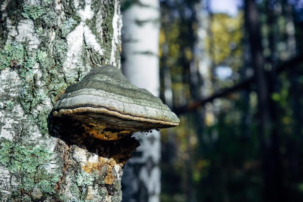 Seta Chaga en tronco de abedul, de cerca. Hongo gris en un árbol viejo en el bosque. Concepto de medicina alternativa popular.