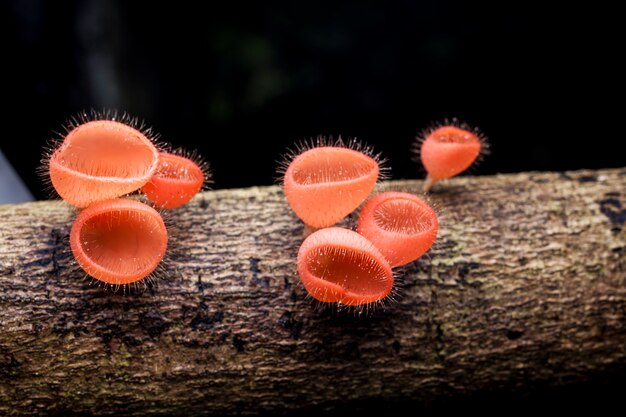 Seta de champán en el bosque lluvioso, Tailandia