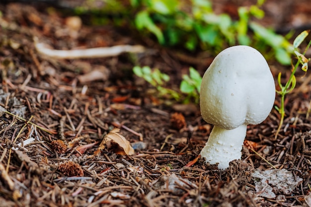 Seta de champiñón blanco en el bosque