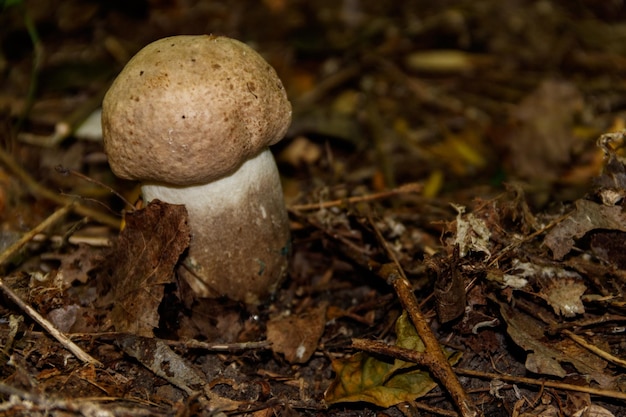 Seta comestible en el bosque